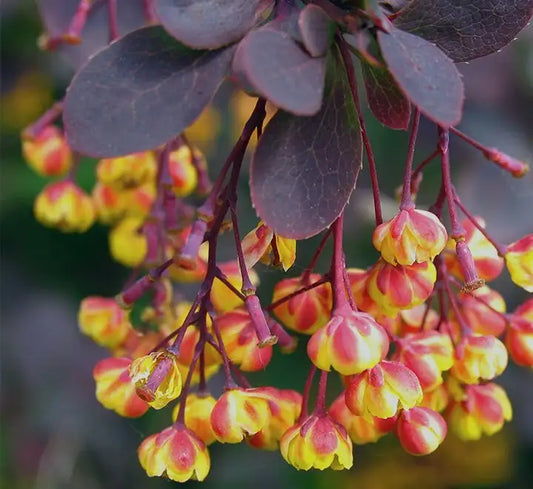 Berberine: An Agent of Metabolic Change