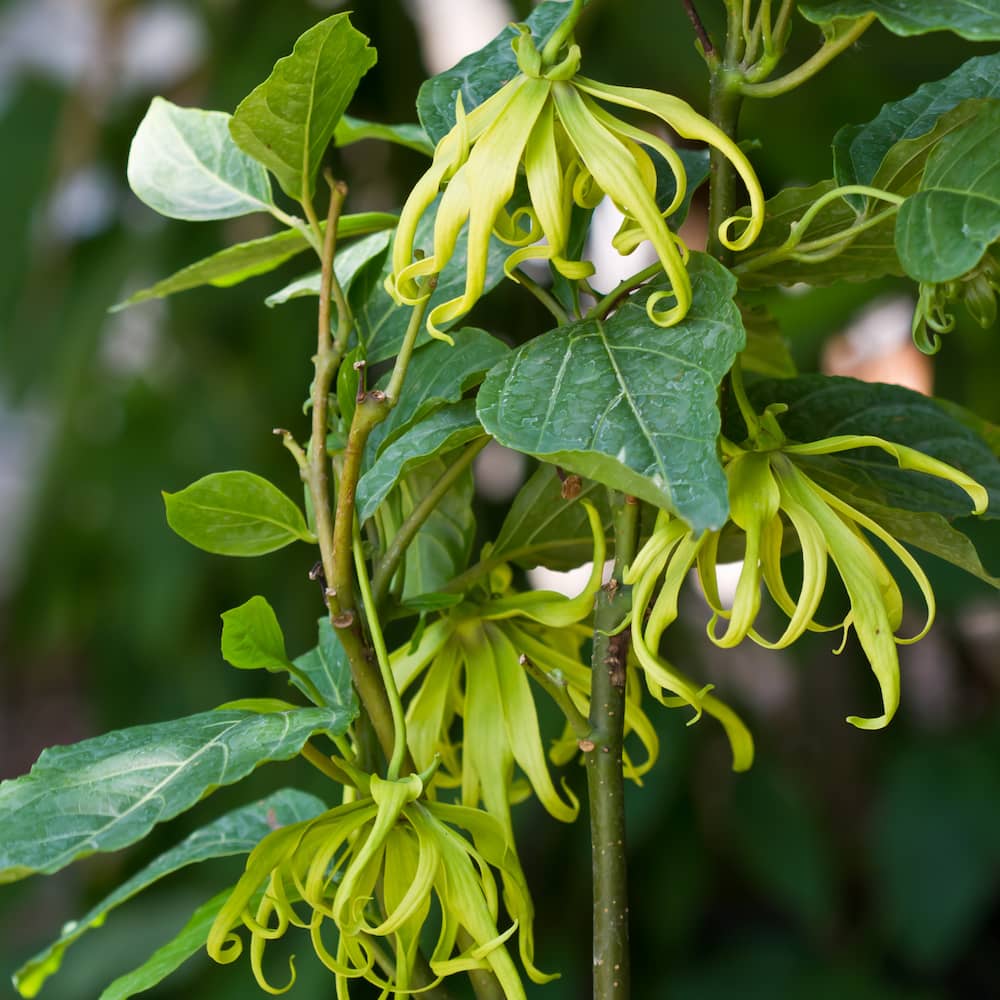 Ylang Ylang Essential Oil 5ml