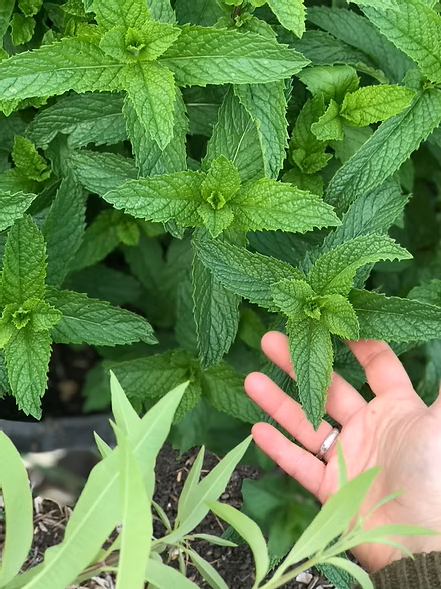Forest Floor Shrub - Travel Flask