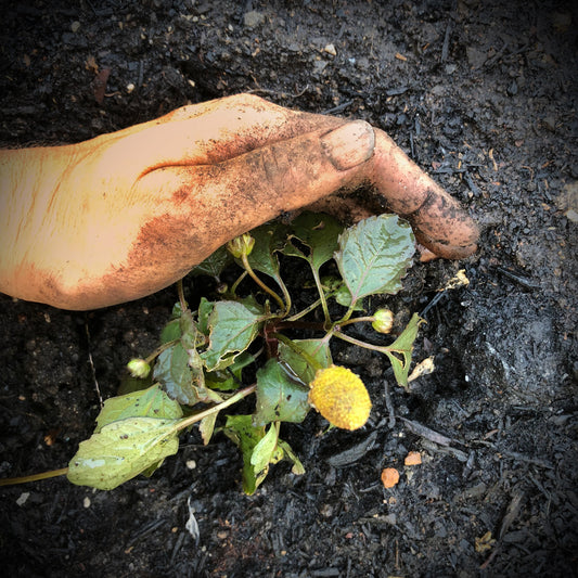 Breaking Ground