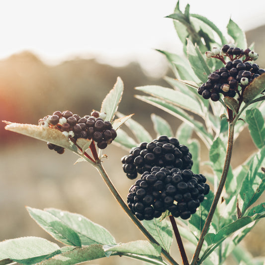 Elderberry Gummies