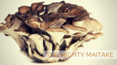 Get to Know a Mushroom – The Mighty Maitake