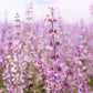 Clary Sage Essential Oil 5ml