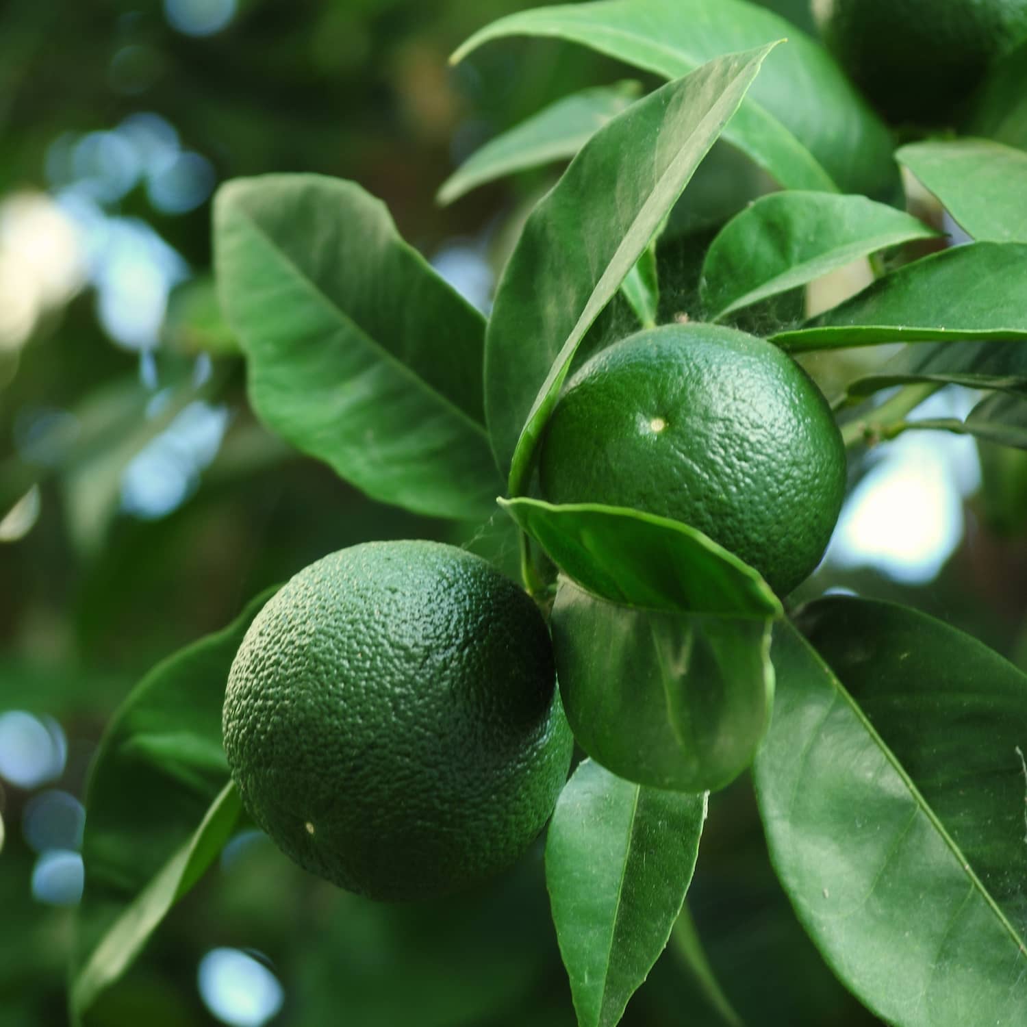 Green Mandarin Essential Oil 5ml Farmacopia