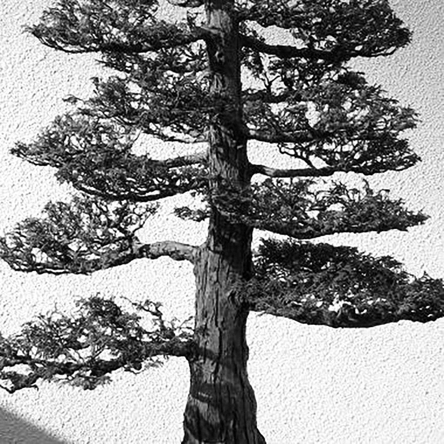 Hinoki Essential Oil Candle