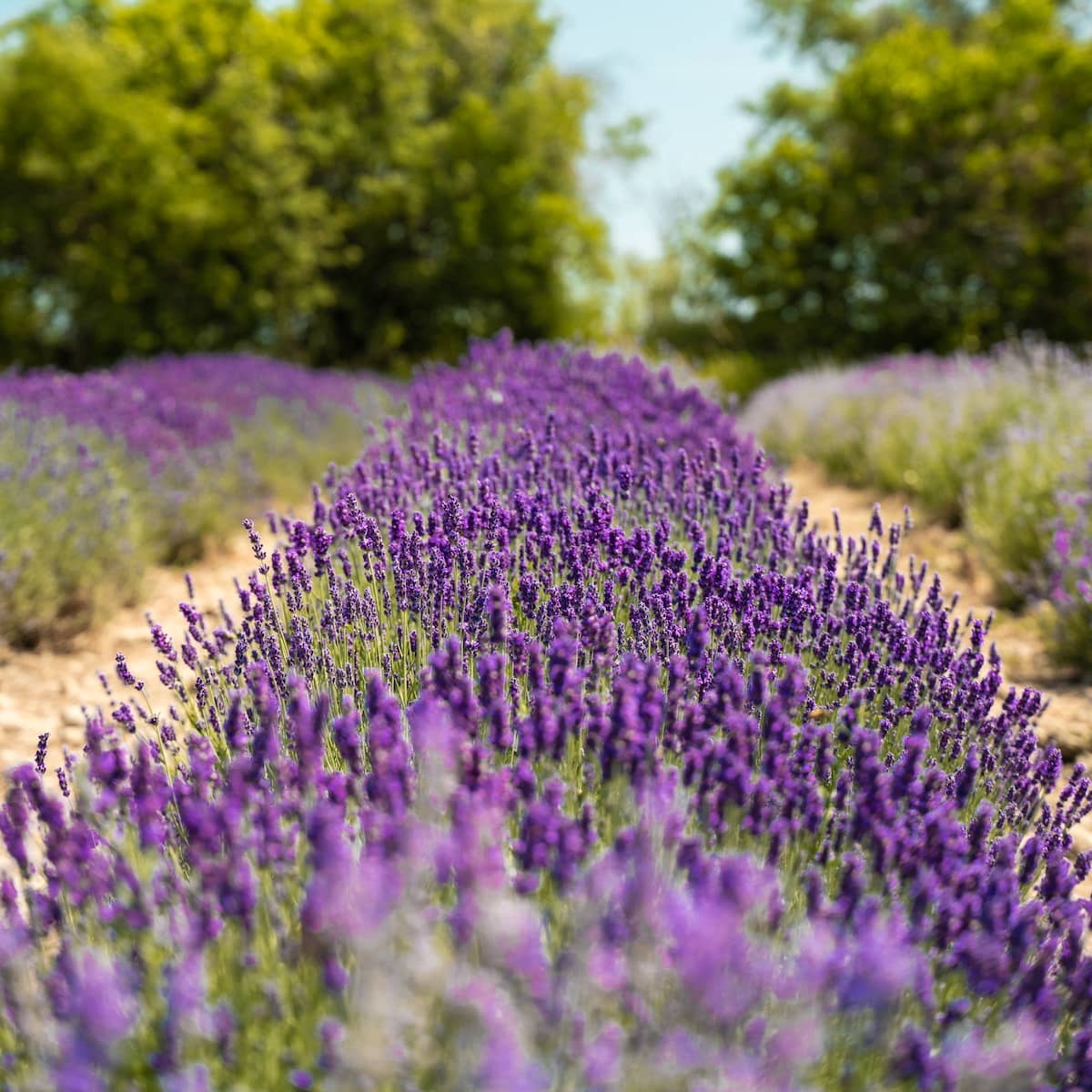 Nomad Botanicals Essential Oils
